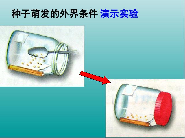 初一上册生物生物3.2.1种子的萌发优质课ppt课件下载第10页