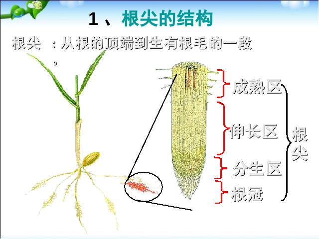 初一上册生物生物3.2.2植株的生长优质课第3页