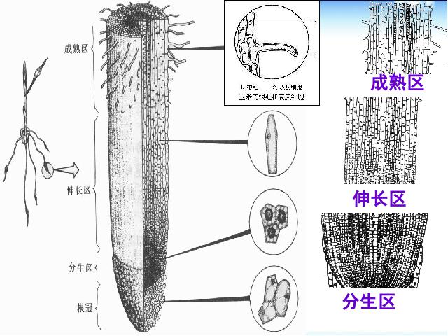 初一上册生物生物3.2.2植株的生长优质课第4页