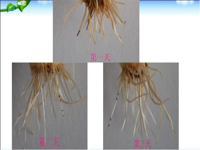 初一上册生物生物3.2.2植株的生长优质课第7页