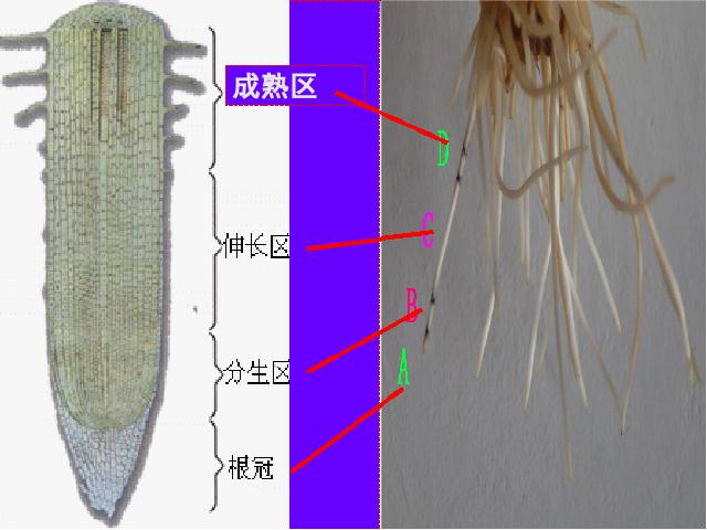 初一上册生物生物3.2.2植株的生长优质课第8页