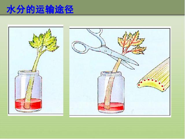 初一上册生物生物3.3绿色植物与生物圈的水循环教研课第3页