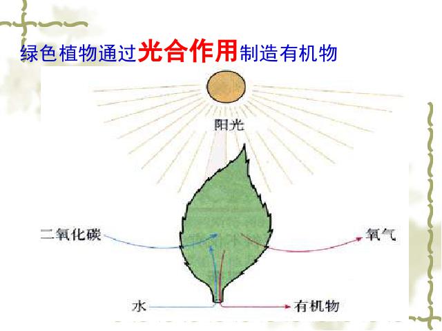 初一上册生物绿色植物是生物圈中有机物的制造者教研课第4页