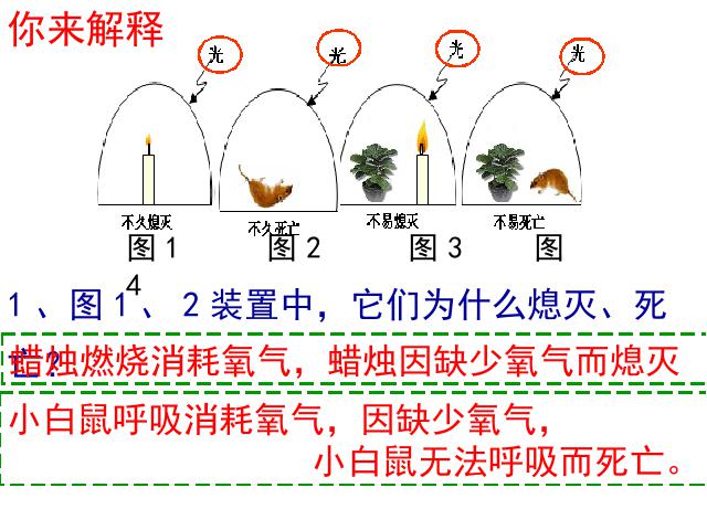 初一上册生物光合作用吸收二氧化碳释放氧气优质课第7页