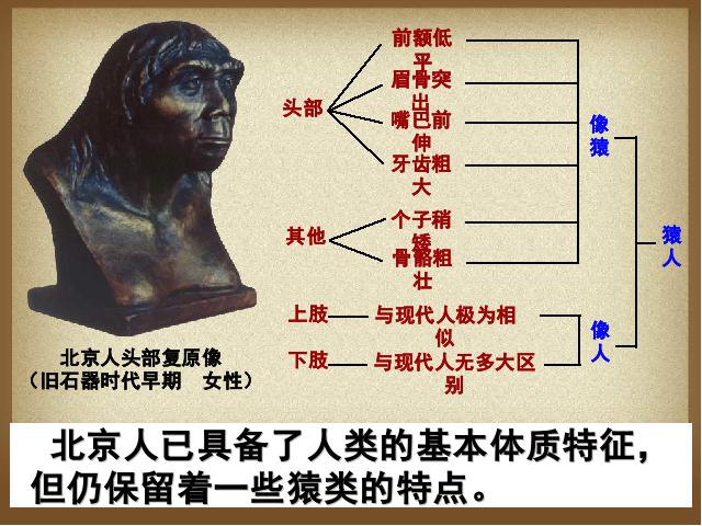 初一上册历史《第1课:中国早期人类的代表-北京人》第8页