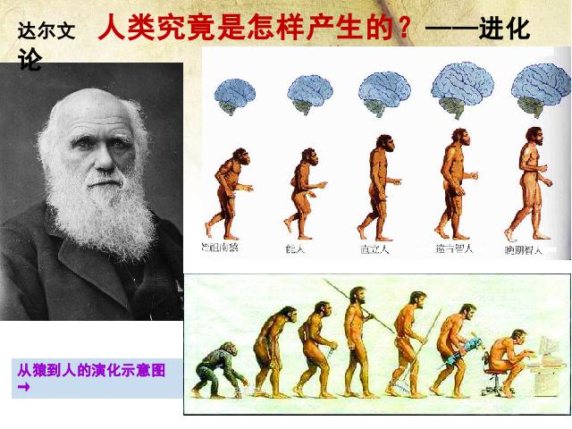 初一上册历史《第1课:中国早期人类的代表-北京人》课件ppt第6页