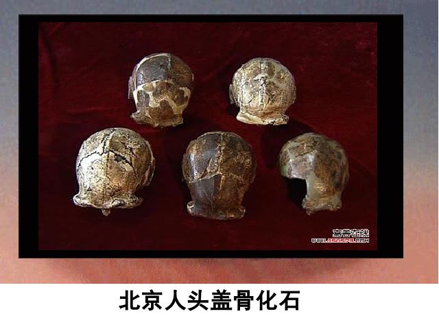 初一上册历史《第1课:中国早期人类的代表-北京人》第10页