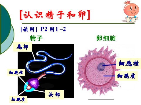 初一下册科学（教科版）七年级科学新浙教版1.1新生命的诞生ppt课件第3页