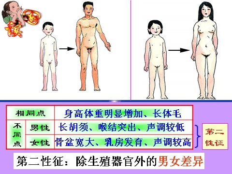 初一下册科学（教科版）新浙教版七年级科学精品1.2走向成熟ppt课件第8页