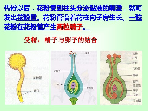 初一下册科学（教科版）浙教版七年级科学公开课植物生殖方式的多样性ppt课件第10页