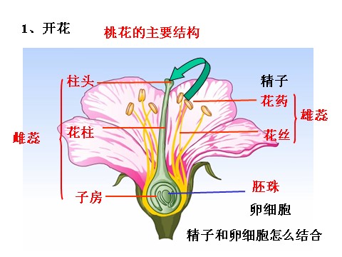 初一下册科学（教科版）七年级新浙教版科学1.5植物生殖方式的多样性ppt课件第5页