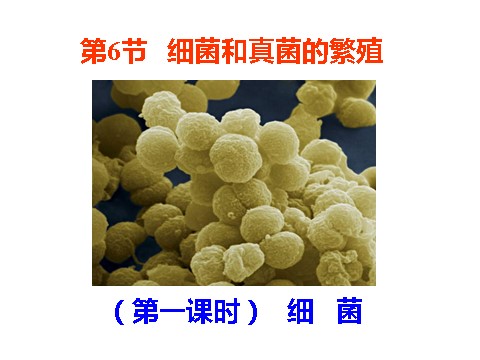 初一下册科学（教科版）新浙教版七下科学1.6细菌和真菌的繁殖ppt课件第2页