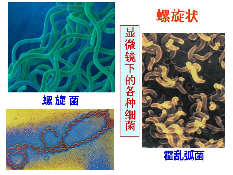 初一下册科学（教科版）新浙教版七下科学1.6细菌和真菌的繁殖ppt课件第7页