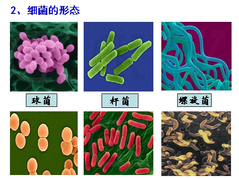 初一下册科学（教科版）新浙教版七下科学1.6细菌和真菌的繁殖ppt课件第8页