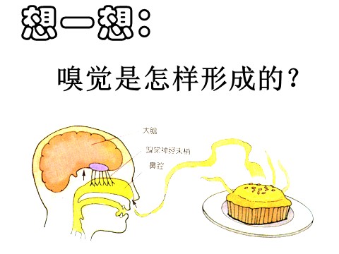 初一下册科学（教科版）新浙教版七年级科学2.1感觉世界ppt课件第8页