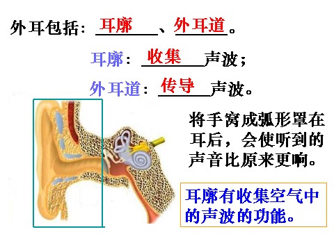 初一下册科学（教科版）七年级科学新浙教版2.3耳和听觉ppt课件第5页