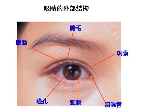 初一下册科学（教科版）新浙教版七年级科学公开课2.6透镜和视觉ppt课件第3页