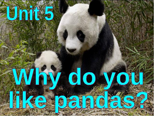 初一下册英语初中英语ppt《unit5 Why do you like pandas》课件第3页