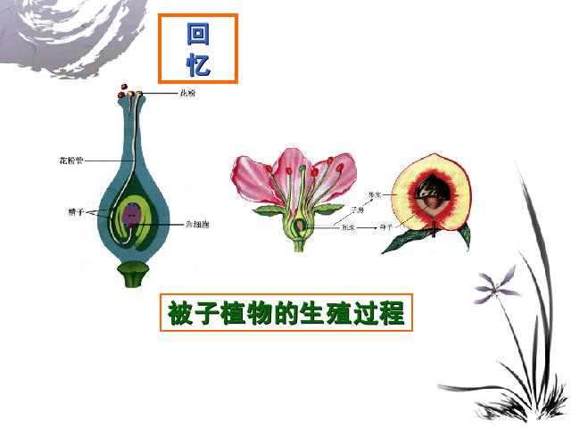 初一下册生物《人的由来:人的生殖》生物第2页