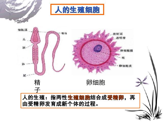 初一下册生物《人的由来:人的生殖》生物第3页