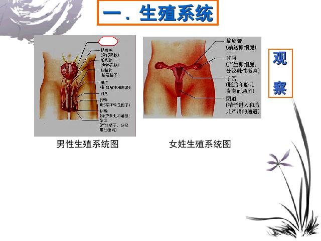 初一下册生物《人的由来:人的生殖》生物第4页