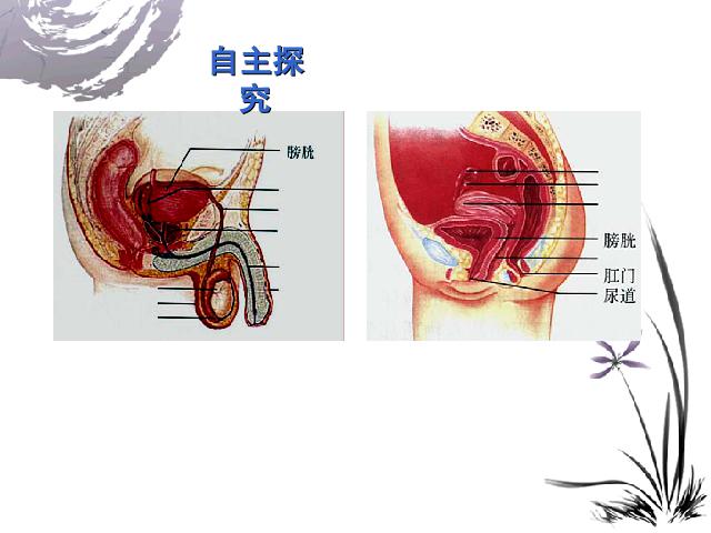 初一下册生物《人的由来:人的生殖》生物第5页