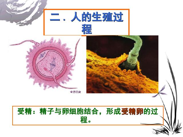 初一下册生物《人的由来:人的生殖》生物第6页