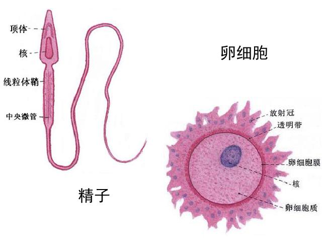 初一下册生物《人的生殖》第6页