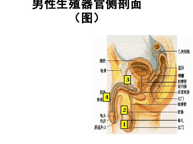 初一下册生物《人的生殖》第7页