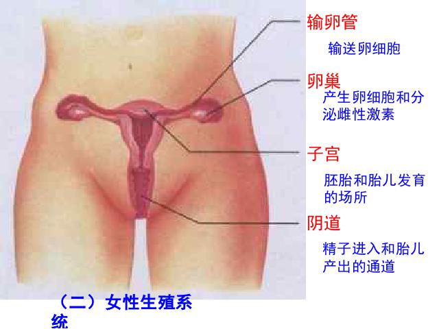 初一下册生物人的由来《人的生殖》第5页