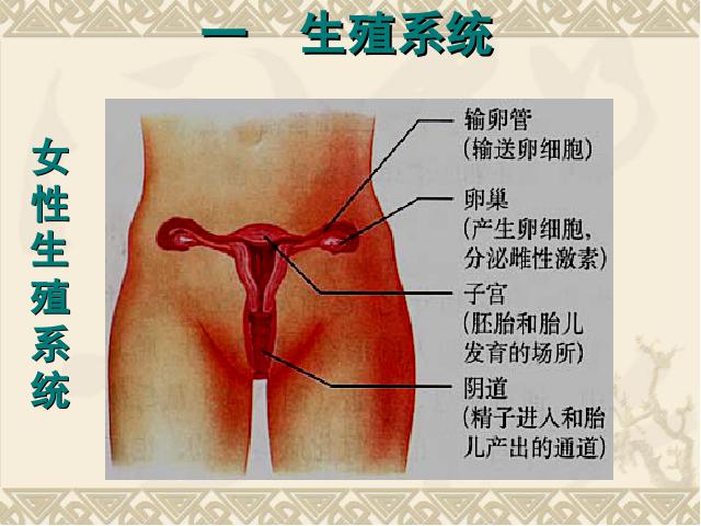 初一下册生物人的由来《人的生殖》第10页