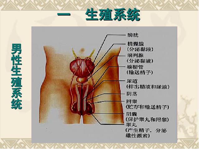 初一下册生物人的由来《人的生殖》第9页