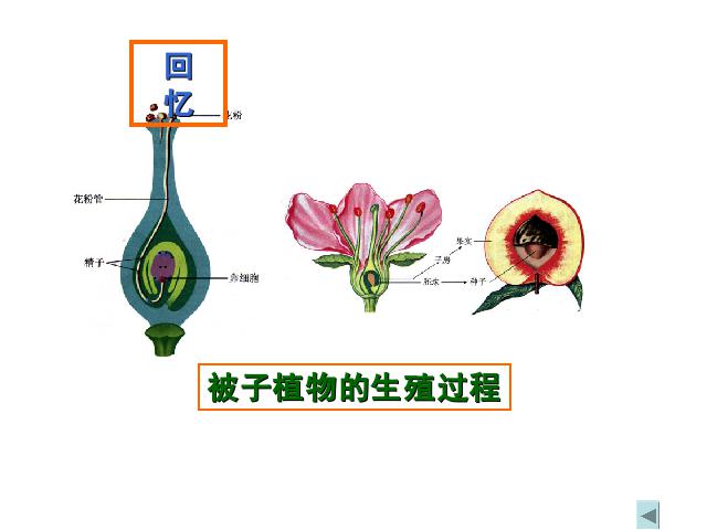 初一下册生物人的由来《人的生殖》(生物)第6页