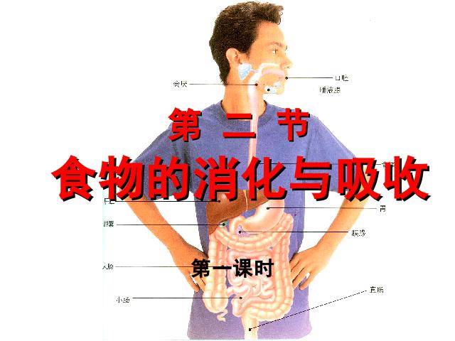 初一下册生物生物《4.2.2消化和吸收》下载第2页