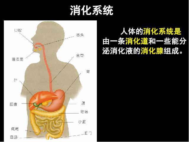 初一下册生物生物《4.2.2消化和吸收》下载第3页