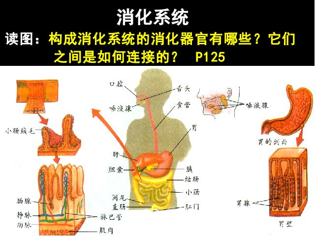 初一下册生物生物《4.2.2消化和吸收》下载第4页