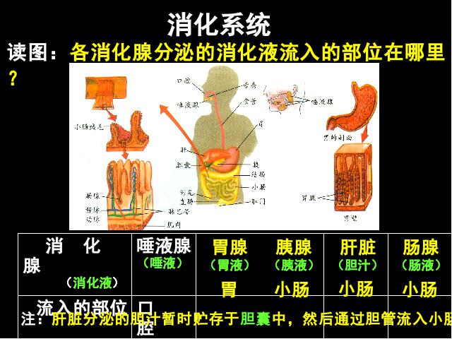 初一下册生物生物《4.2.2消化和吸收》下载第7页