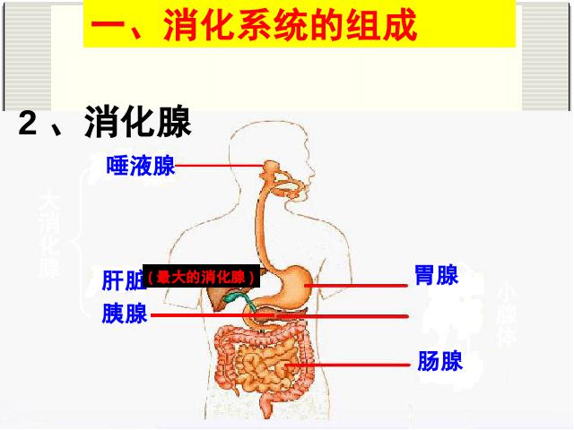 初一下册生物生物《4.2.2消化和吸收》第6页