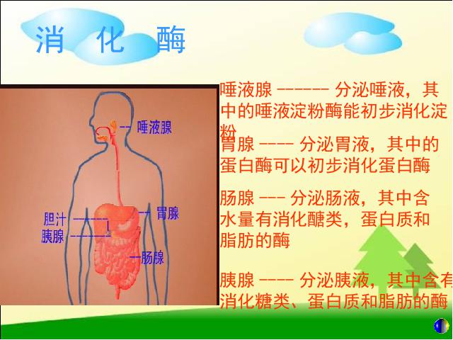 初一下册生物生物《4.2.2消化和吸收》（）第9页