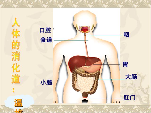 初一下册生物《4.2.2消化和吸收》生物第4页