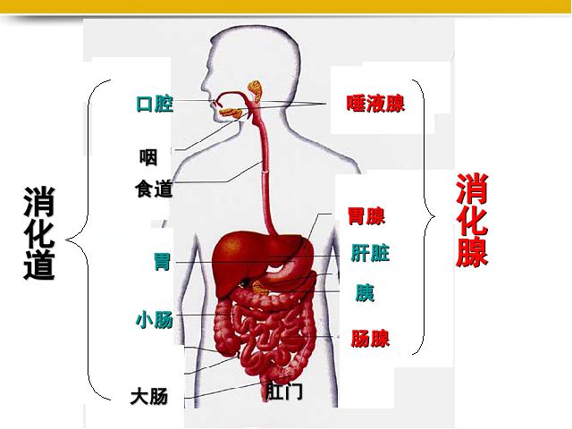 初一下册生物《4.2.2消化和吸收》第3页