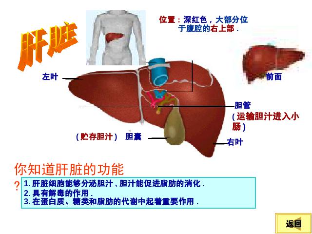 初一下册生物《4.2.2消化和吸收》第8页