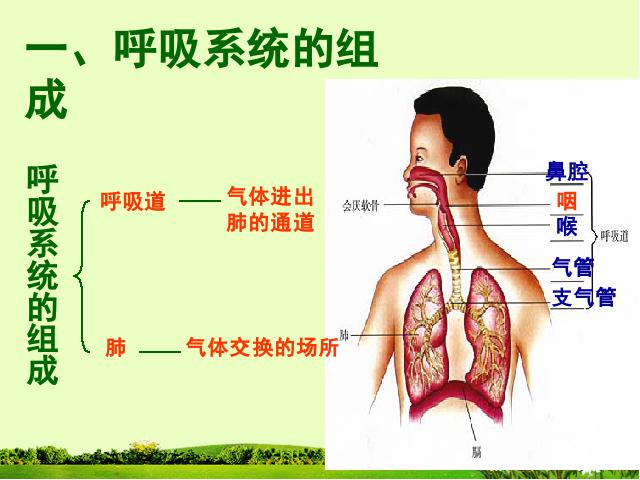 初一下册生物生物《4.3.1呼吸道对空气的处理》第2页