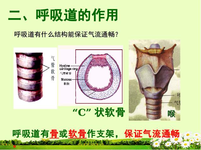 初一下册生物生物《4.3.1呼吸道对空气的处理》第3页