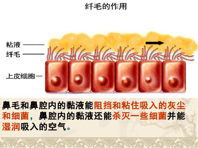 初一下册生物《4.3.1呼吸道对空气的处理》(生物)第10页