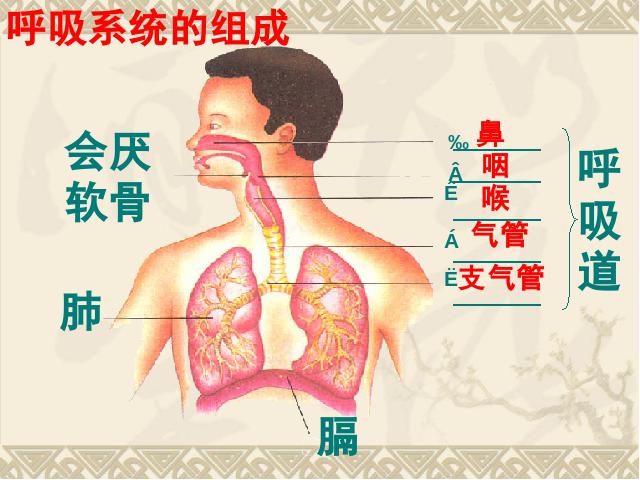 初一下册生物《4.3.1呼吸道对空气的处理》(生物)第4页