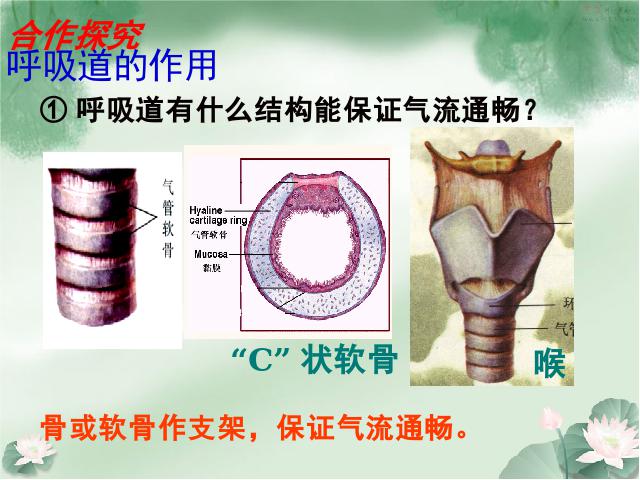 初一下册生物《4.3.1呼吸道对空气的处理》(生物)第8页