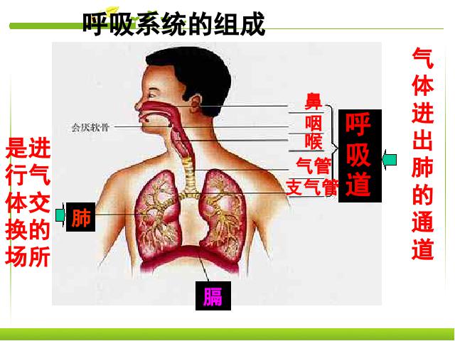 初一下册生物《4.3.1呼吸道对空气的处理》生物第4页