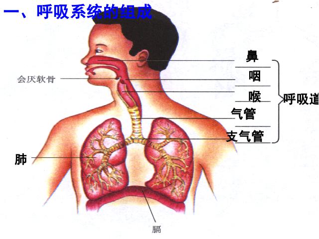 初一下册生物《4.3.1呼吸道对空气的处理》生物第7页