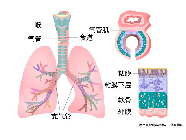 初一下册生物《4.3.1呼吸道对空气的处理》生物第8页